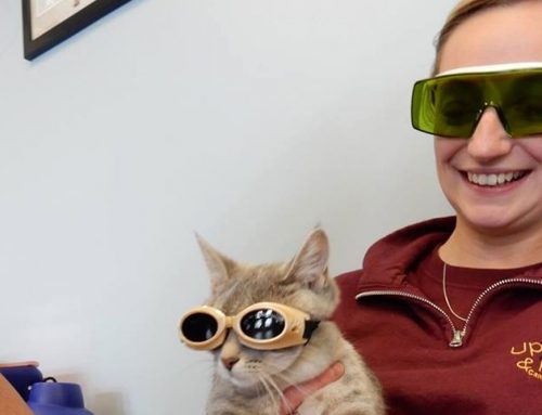 Little Lystra did great with her laser therapy! She looks like a natural in the laser doggles! Who says cats can’t wear doggles?!