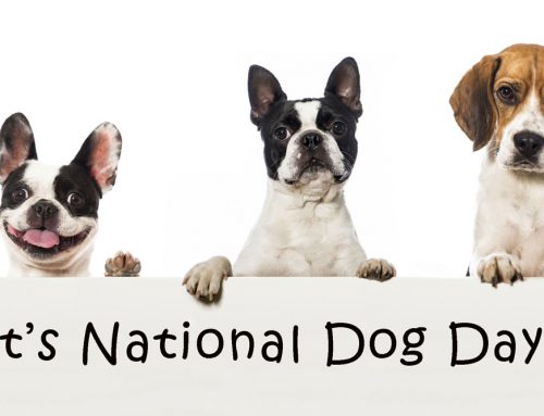 It’s National Dog Day!